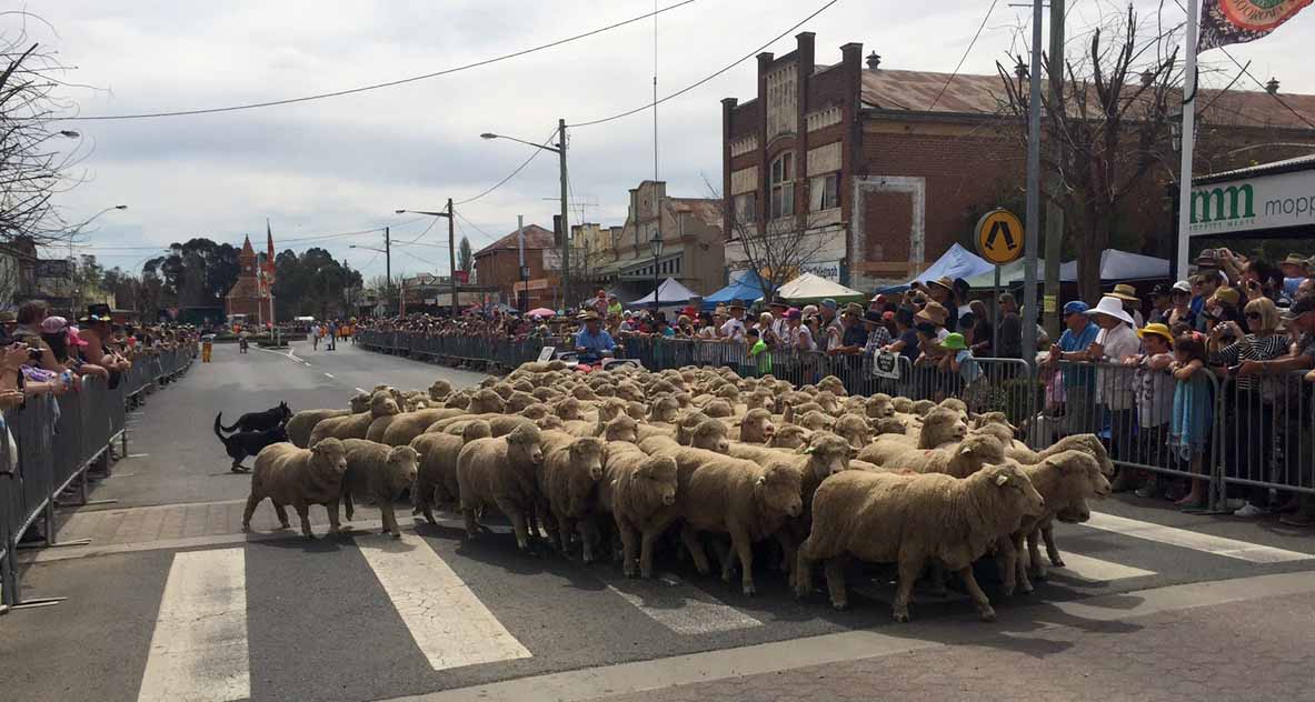 Running of the Sheep festival sees 15,000 people flock to Boorowa in