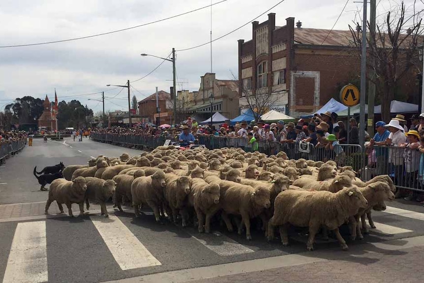 Running of the sheep