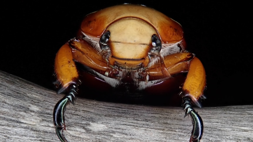 Banyak orang mengingat kehadiran kumbang saat makan malam Natal.