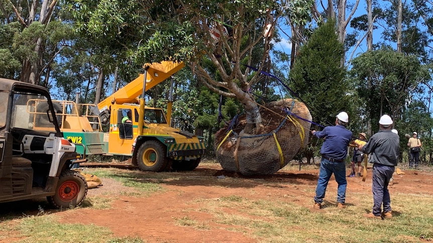 Photo of a mature tree being loaded onto a truck.