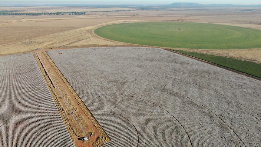 An aerial view of the cotton field