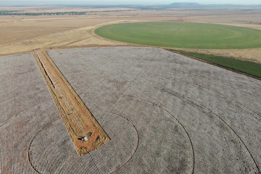 An aerial view of the cotton field