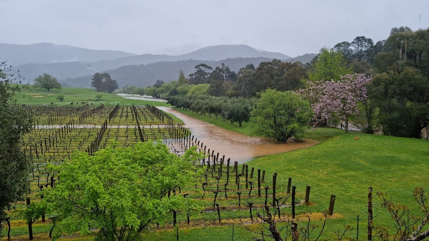 winery flooding
