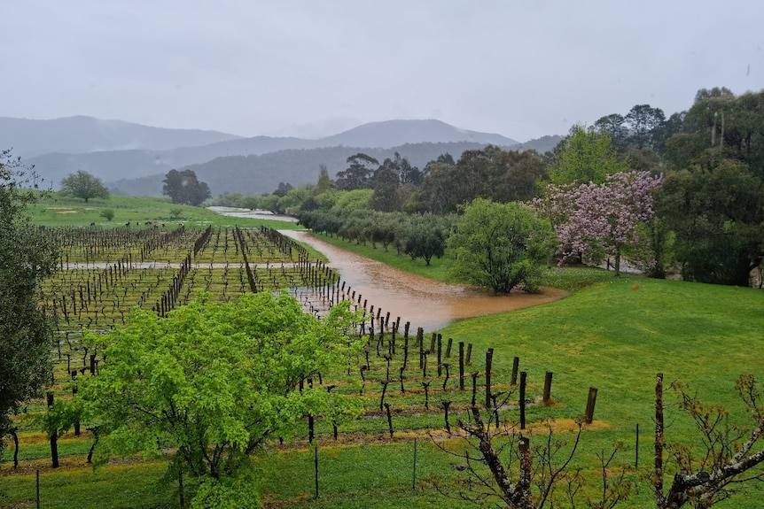 A green, grassy winery patrially flooded.