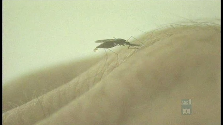 The Eliminate Dengue project will see mosquitos carrying a bacterium called Wolbachia released into the population.