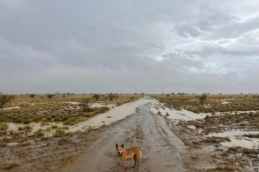 A dog stands on a wet and muddy road after a rain storm