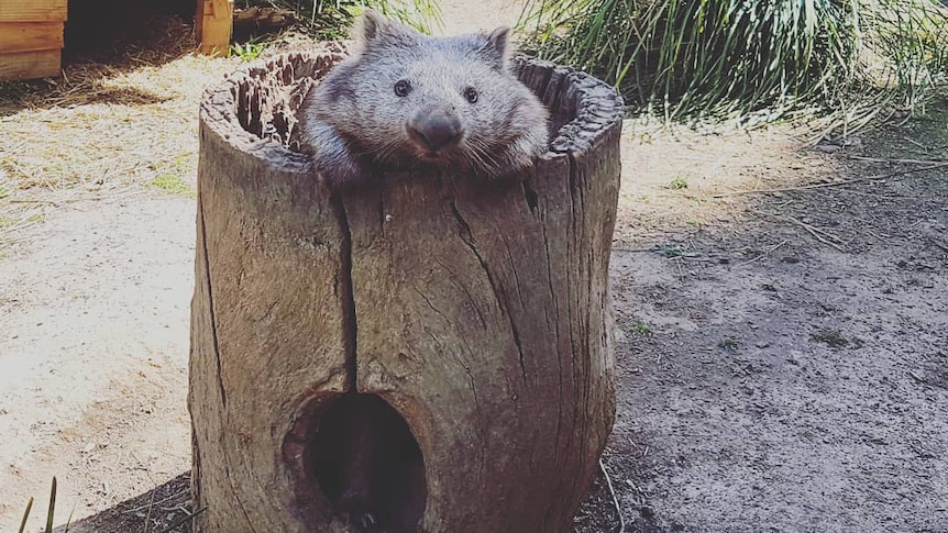 A wombat peeks out from inside an upturned log.