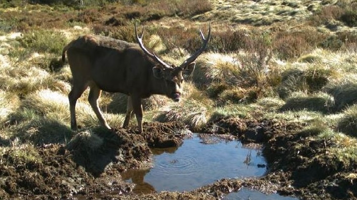 A deer stands by a puddle of water in grassland