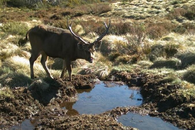 A deer stands by a puddle of water in grassland