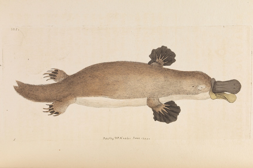 A 19th century animal drawing of a platypus side-on which is remarkably accurate