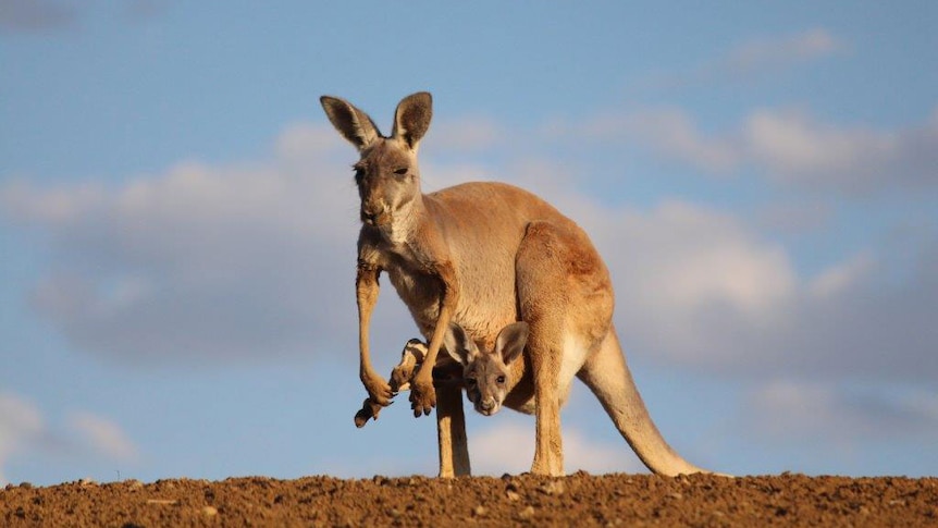 Kangaroo with joey in central western Queensland.