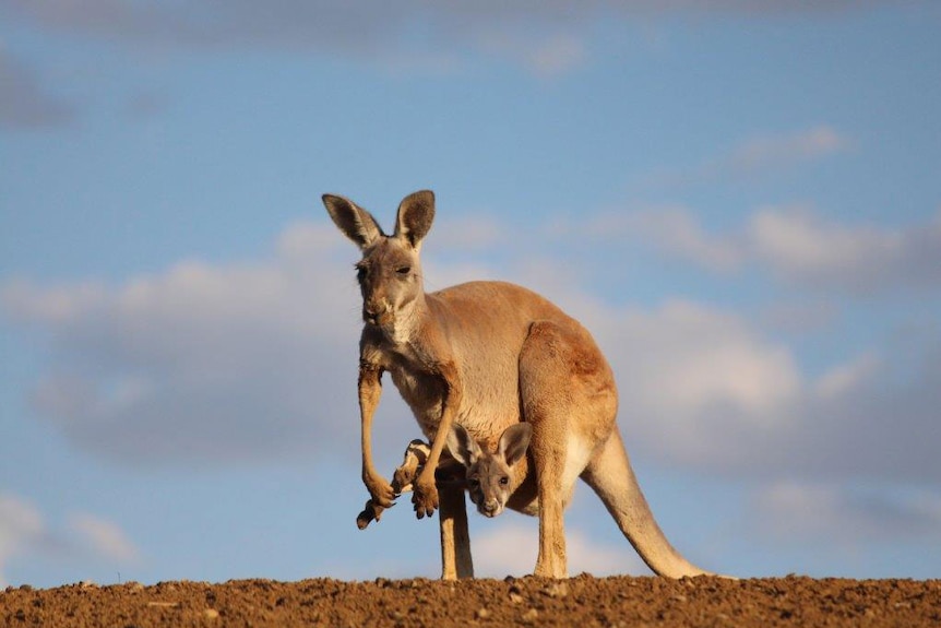 Kangaroo with joey in outback