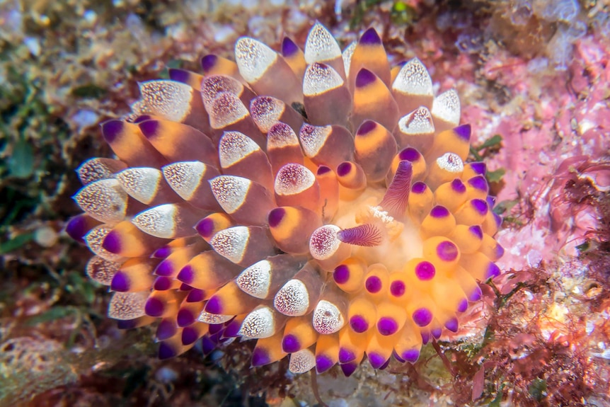 A sea slug with a lot of soft spikes, coloured orange, purple and white.
