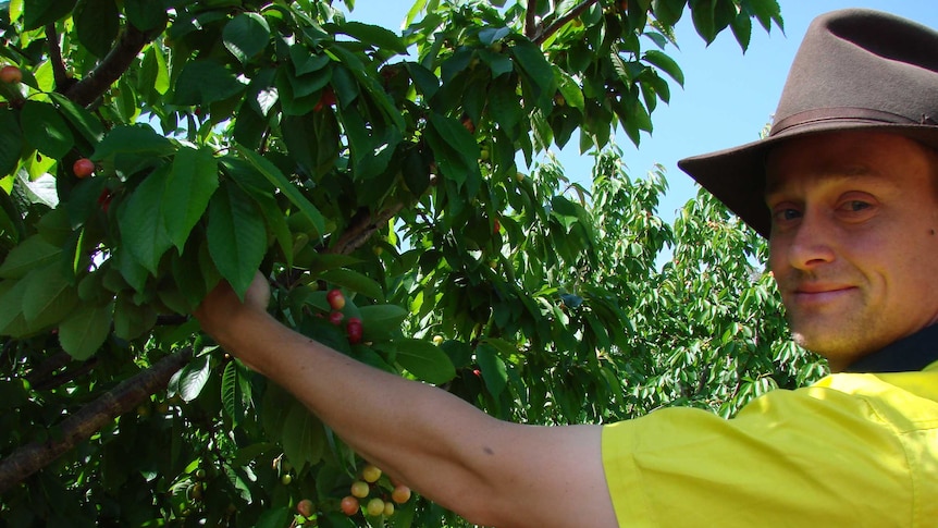 Tom Eastlake Cherry Growers Australia Chair holds a branch with cherries on his orchard at Young New South Wales