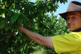 Tom Eastlake Cherry Growers Australia Chair holds a branch with cherries on his orchard at Young New South Wales