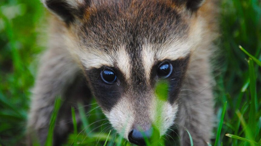 A close-up image of a raccoon's head as it walks on grass.