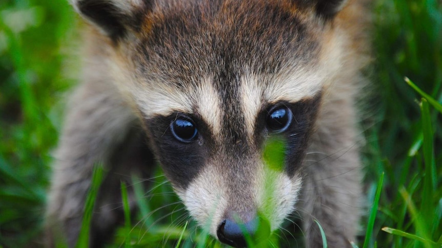 A close-up image of a raccoon's head as it walks on grass.