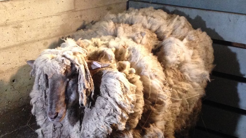 Rescued sheep relieved of near-record fleece