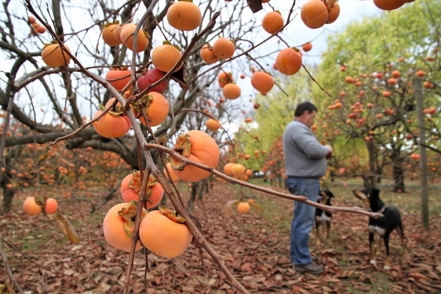 Looking down a row in a fruit orchard with a man and two dogs 