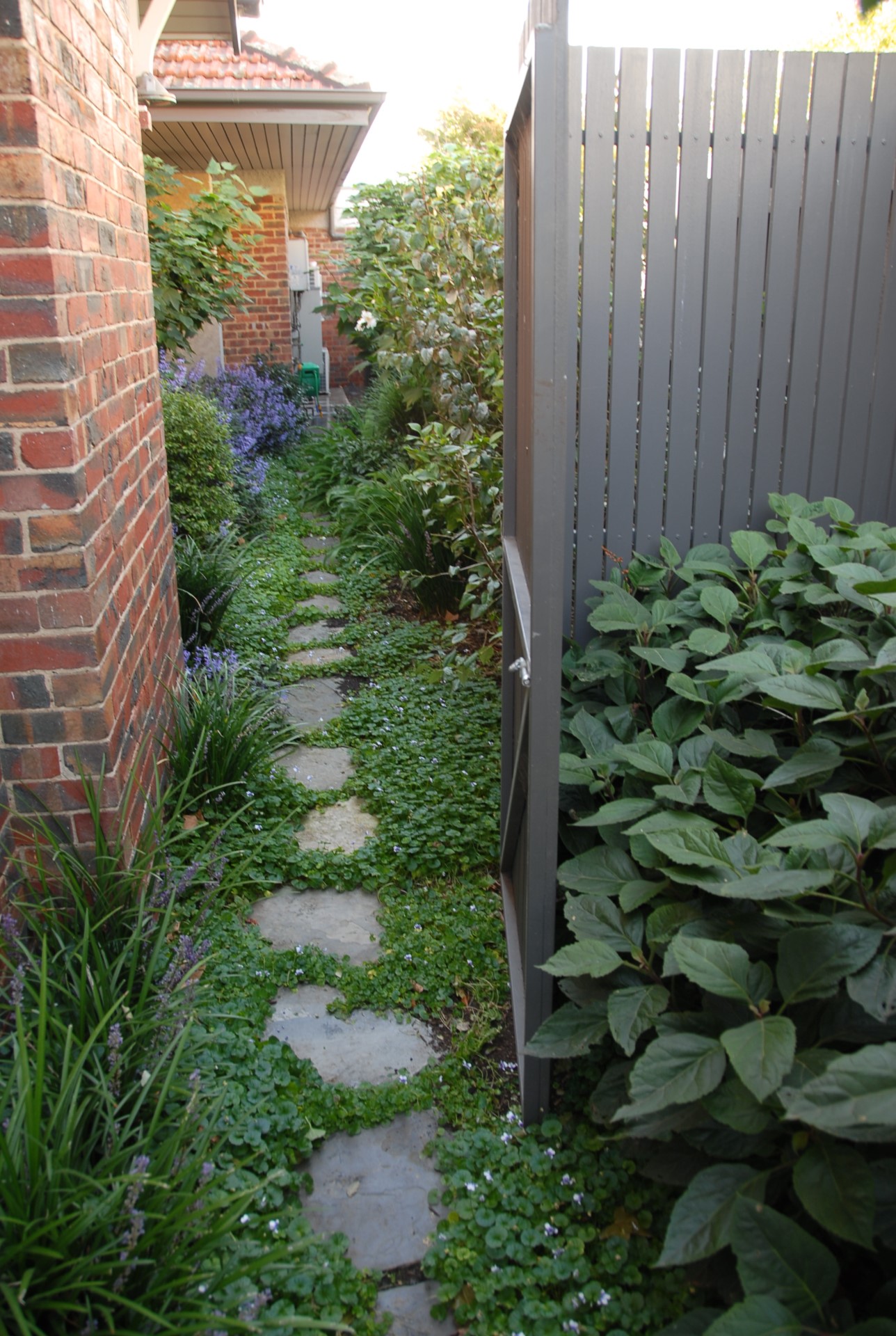 A side path of a house with a gate, with stepping stones surrounded by leafy green and small purple flowers