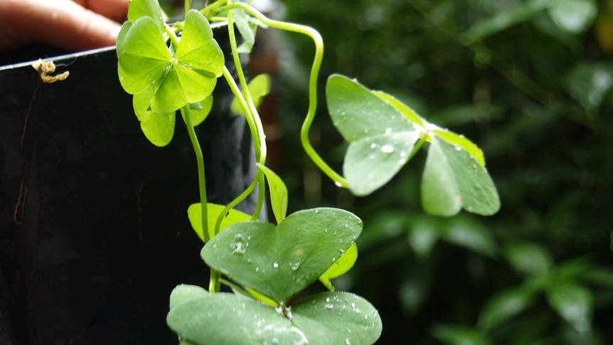 Soursob in a pot just after it rained.