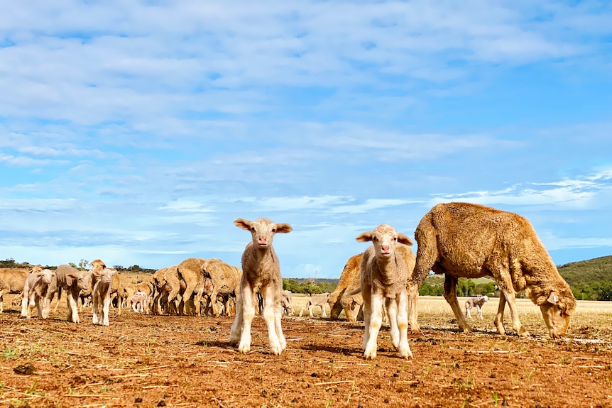 A flock of sheep on a scrubby paddock standing under blue skies