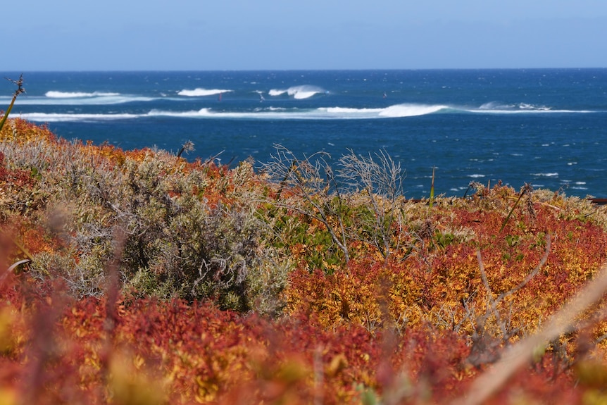 Shrubs mostly yellow and red, some black and dead, in foreground with ocean in background