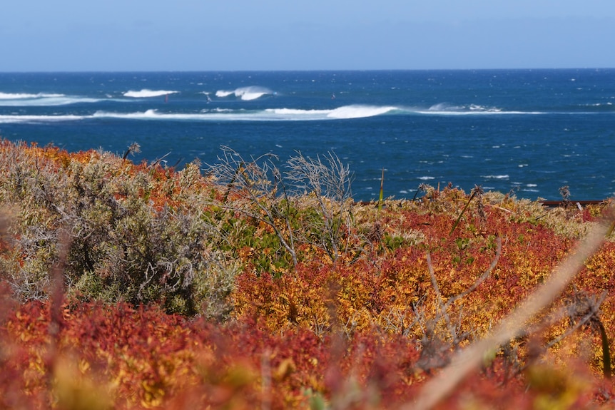 Shrubs mostly yellow and red, some black and dead, in foreground with ocean in background