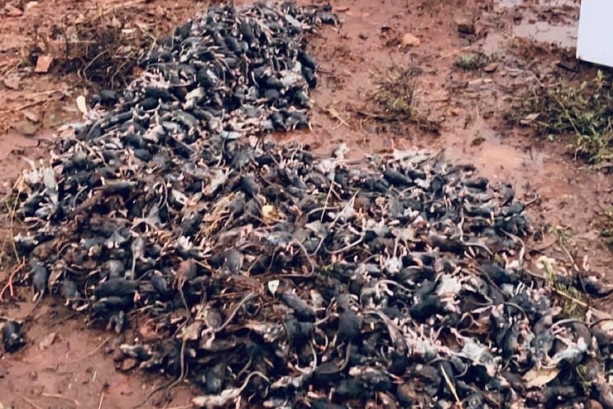 dead mice in pile on the ground