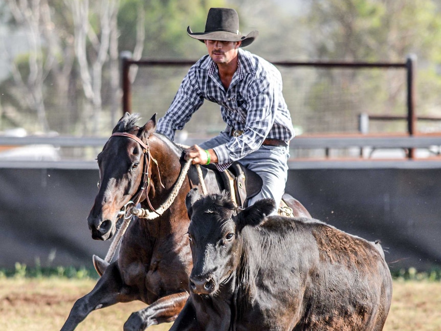 Coolah campdraft Will Durkin