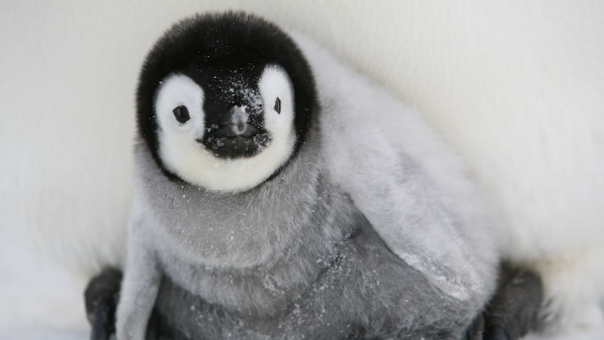 A close-up of a penguin chick