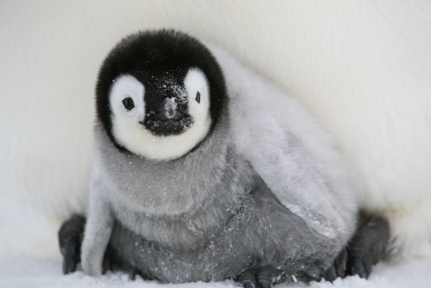 Emperor penguin chick, Auster Rookery