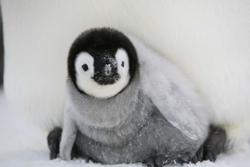Emperor penguin chick, Auster Rookery