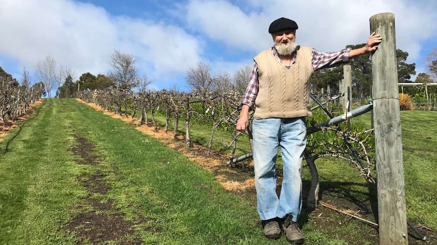 Wide shot photo, old man with a beard and a black cap, dirty woollen vest and jeans, leaning on a post in an apple orchard.