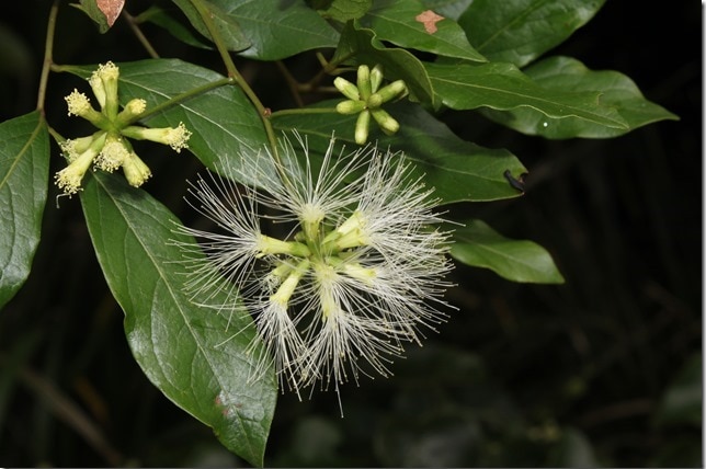 Archidendron muellerianum plant