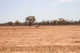 A lone sheep stands in a dry paddock.