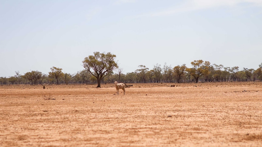 A lone sheep stands in a dry paddock.
