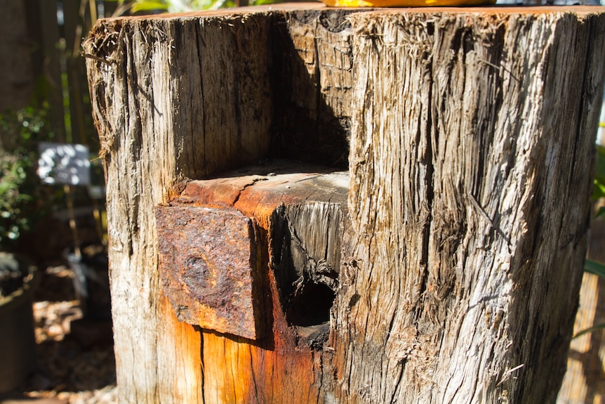 One of the original headblocks from the Shorncliffe Pier shows the weathered wood.