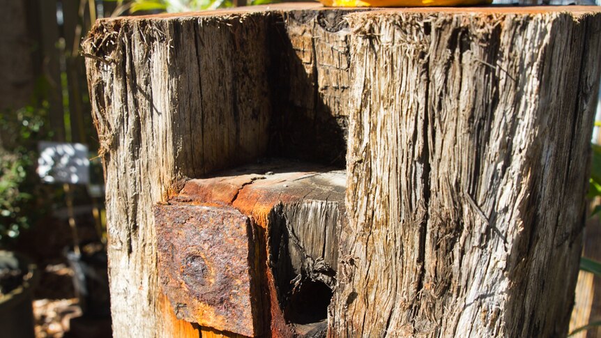 One of the original headblocks from the Shorncliffe Pier shows the weathered wood.