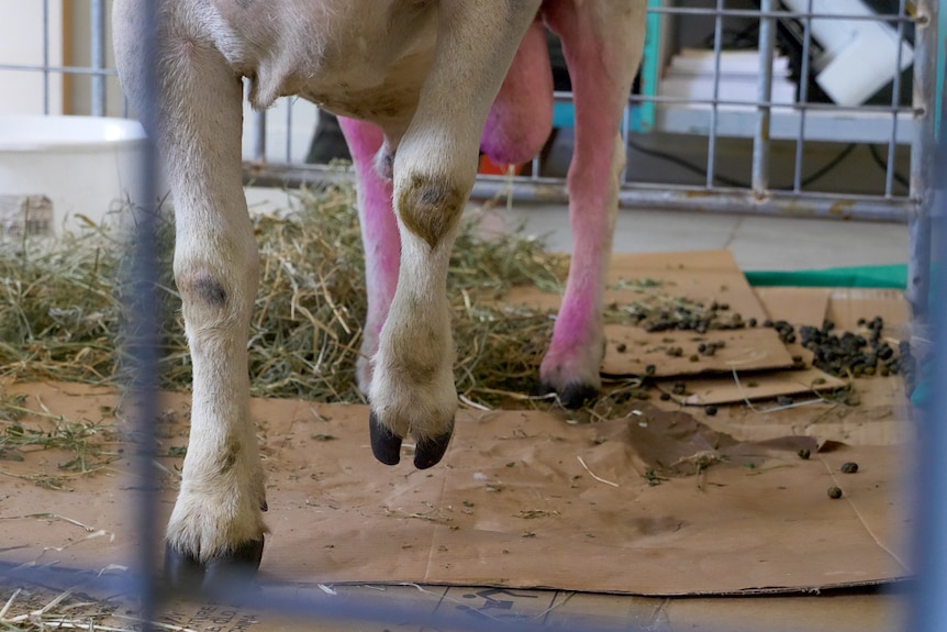 A photo of Baz the ram's sore front leg.