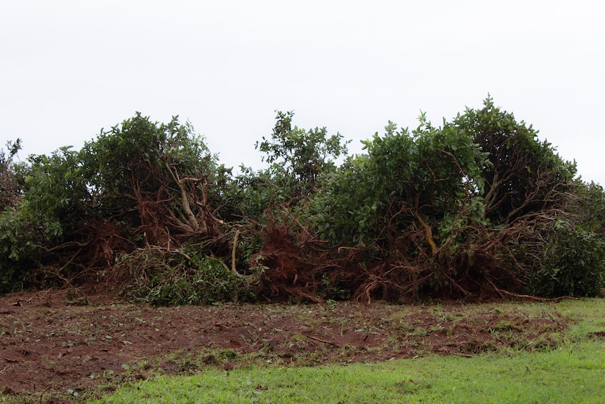 A pile of guava trees bulldozed.