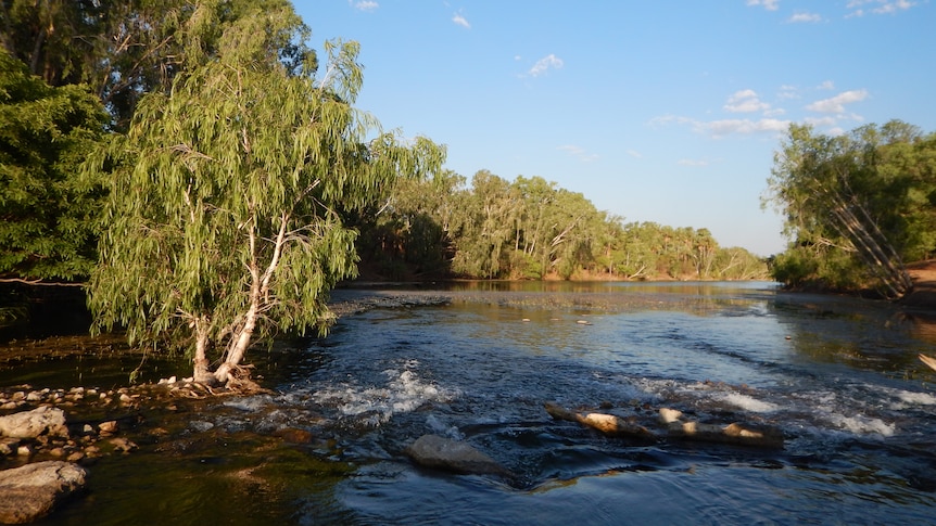 A wide river surrounded by gum trees, with blue sky overhead.