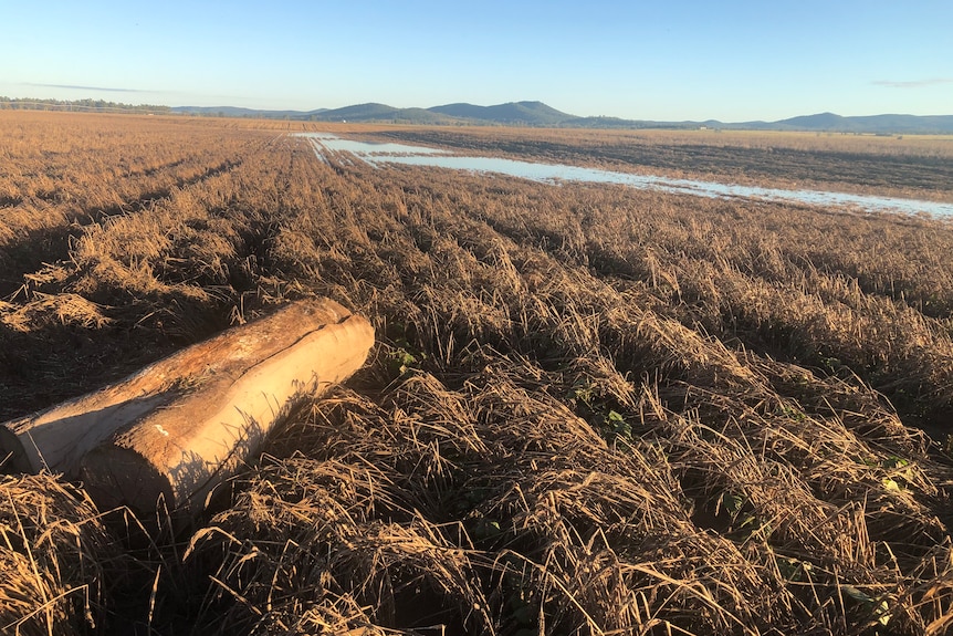 Tree log lays in farm paddock with flooded paddocks in the distance