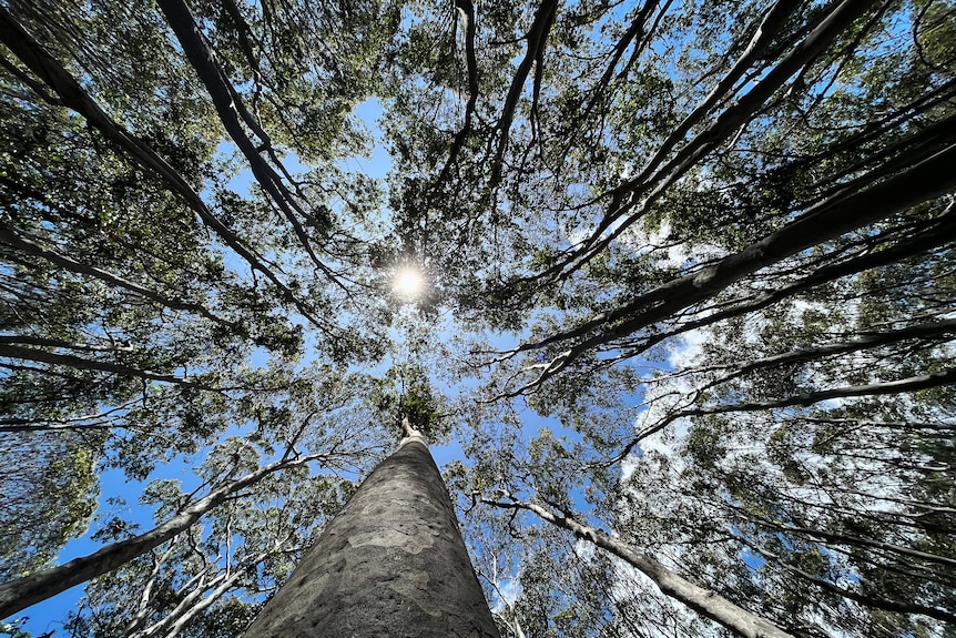 Looking up at blue gum trees in a forest