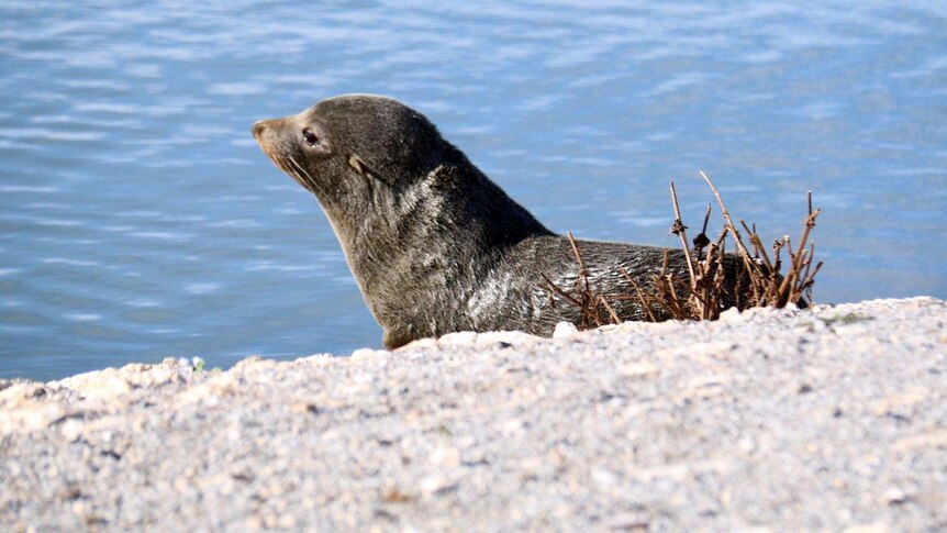 A fur seal in the Corrong in South Australia.