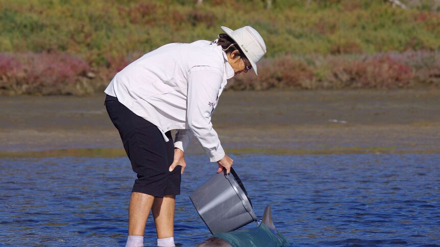 A volunteer pours water over the dolphin