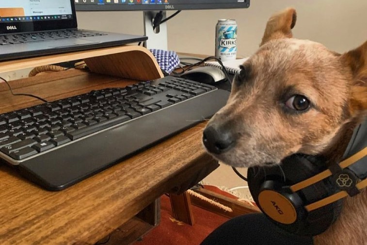 Red heeler puppy Hank with headphones around his neck, looking at the camera, keyboard and laptop in background.