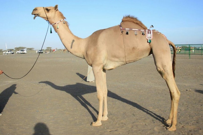 Fair-haired camel decorated with bells
