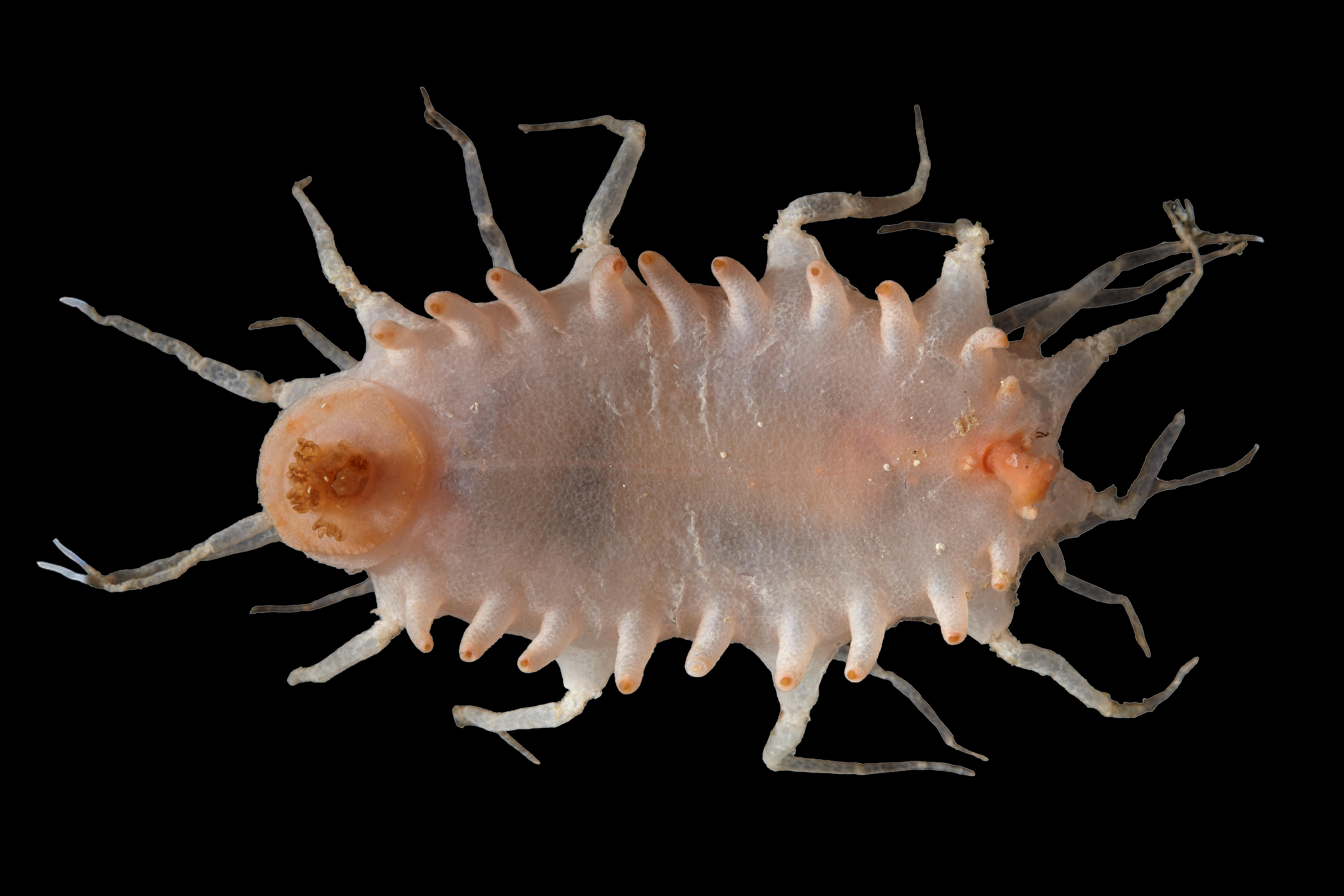 A close-up image of an oval-shaped, soft-bodied organism with 10 legs.