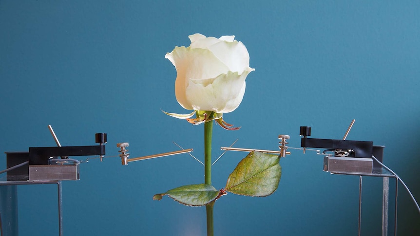 A rose under investigation at Linkoping University's Laboratory of Organic Electronics.